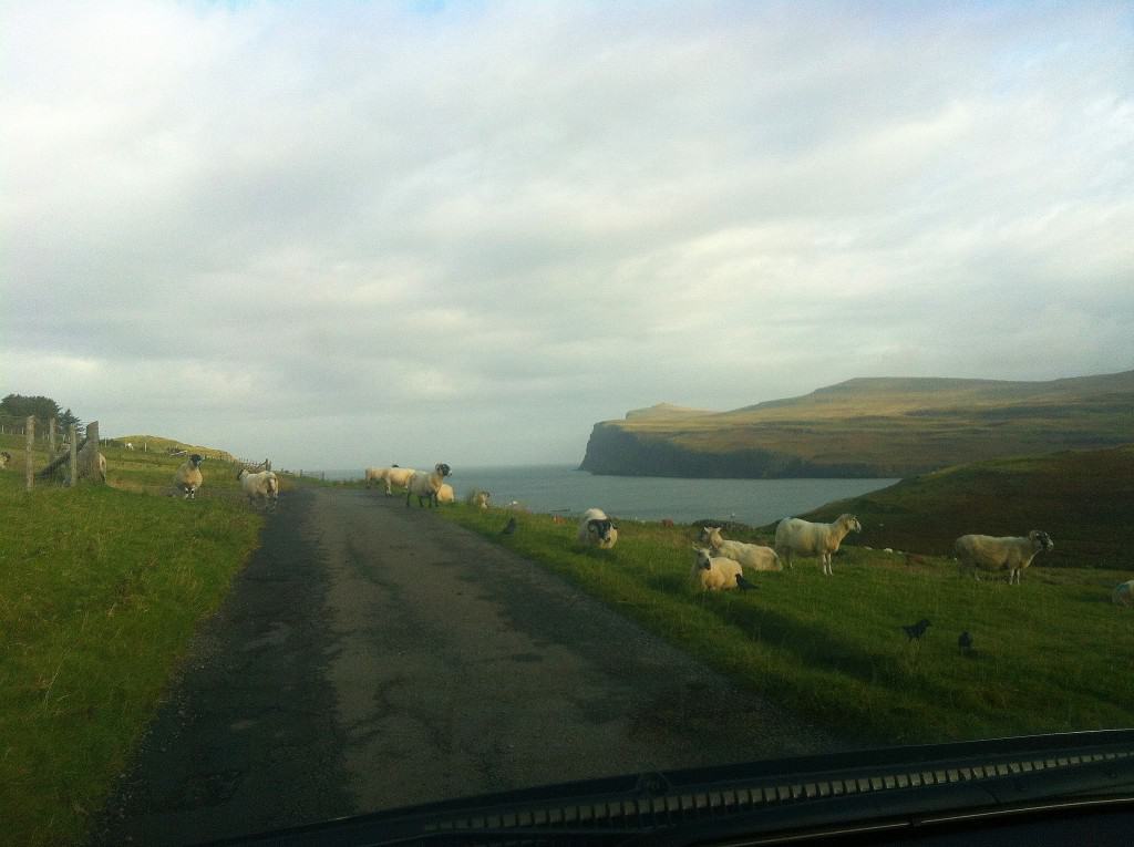 Sheep on the road Isle of Skye weekend