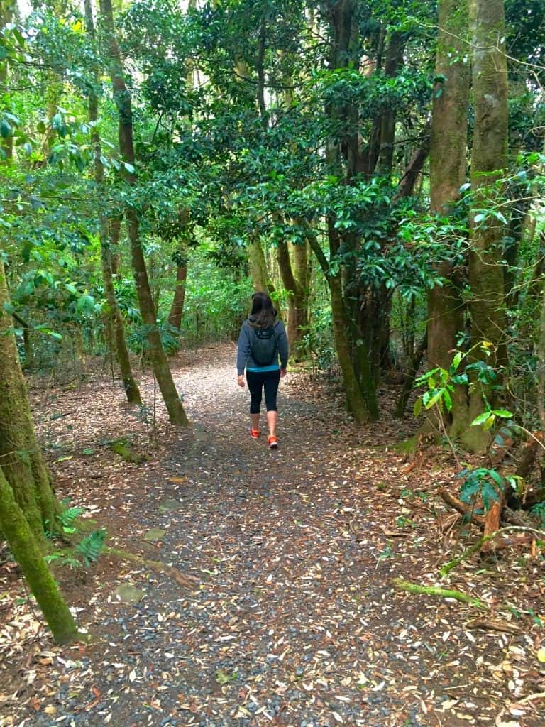 Springbrook national park gold coast hinterland australia