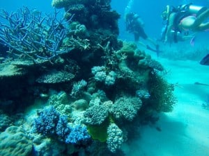 Diving Great Barrier Reef Australia