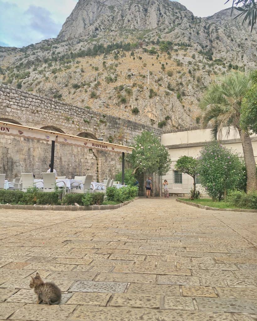 Kotor Montenegro Cat