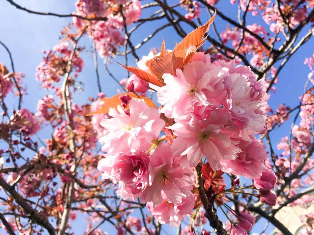 Visit Edinburgh in Spring Scotland