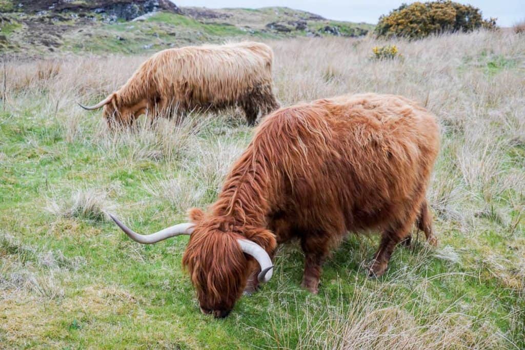 Reasons to Visit the Isle of Lewis and Harris Scotland