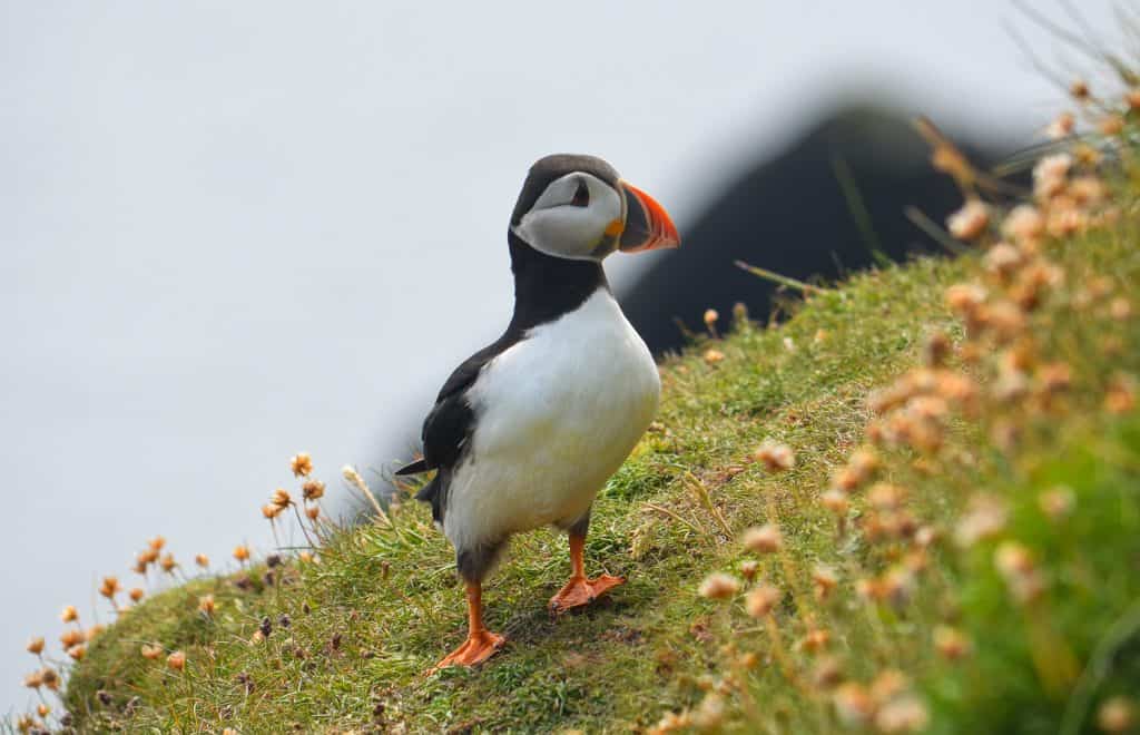 Puffin on Mainland Shetland - The Best Scottish Islands