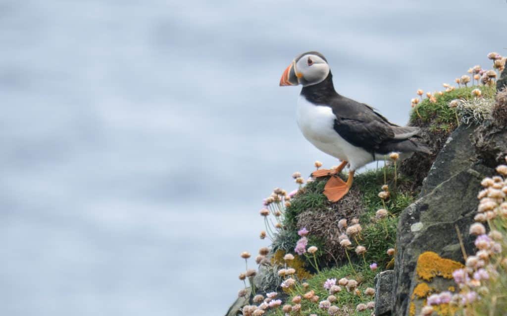 Reasons to Visit Shetland - Puffins in Shetland