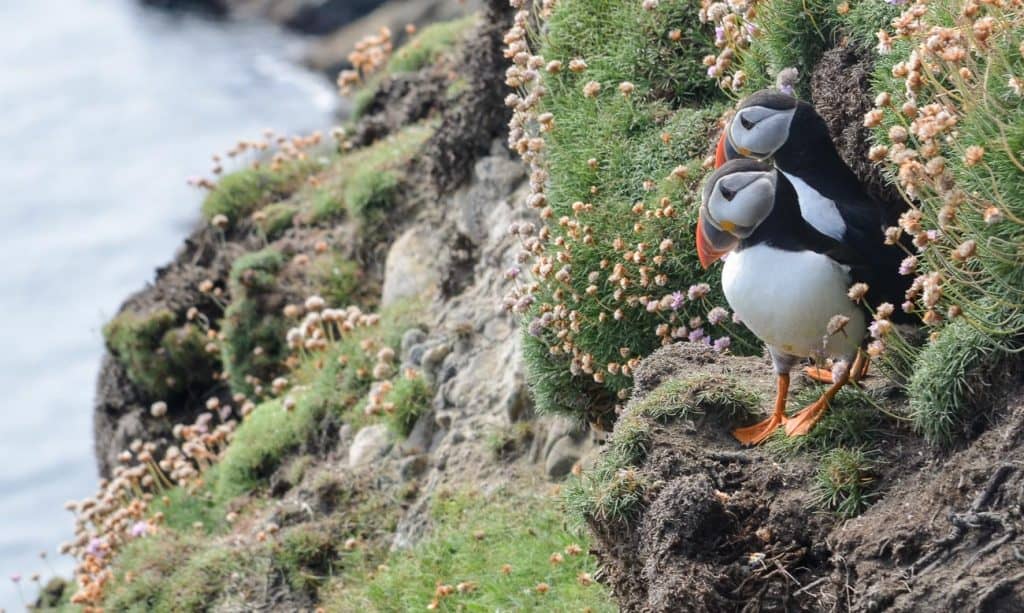 Puffins at Sumburgh Lighthouse Shetland