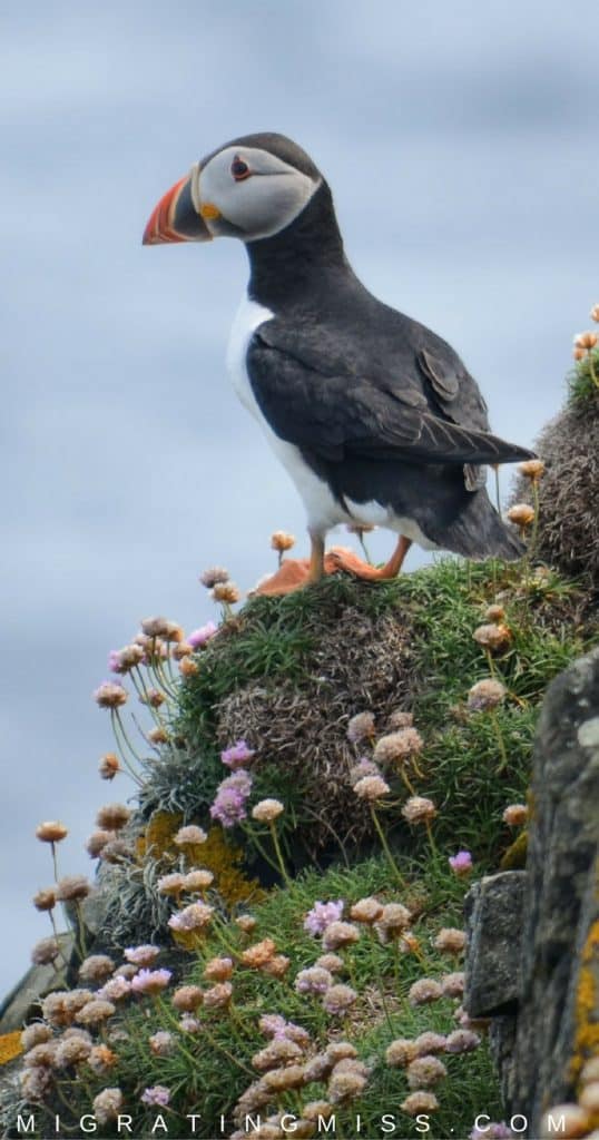 11 Reasons to Visit Shetland, Scotland