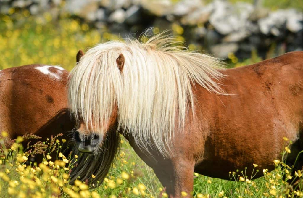 Shetland Ponies Scotland