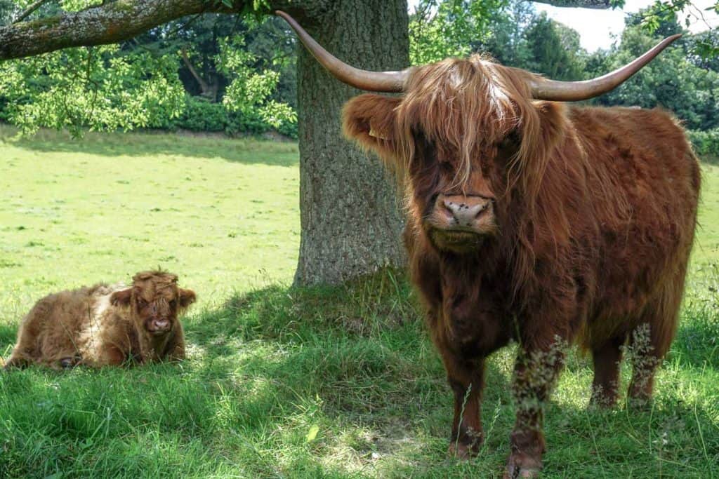 Pollock Country Park - Activities in Glasgow with kids