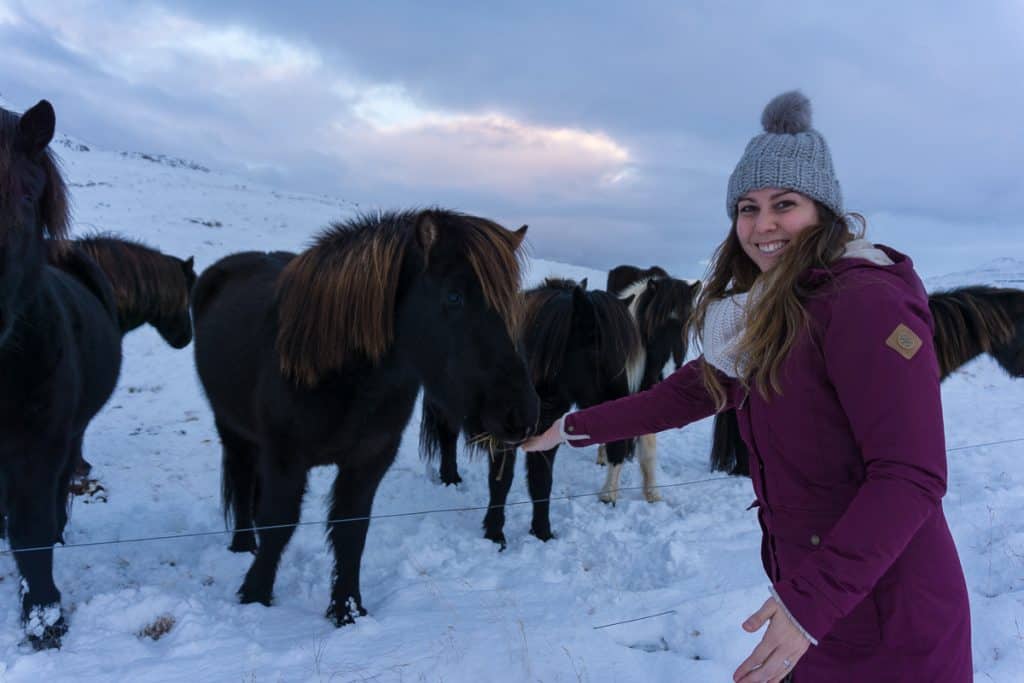 Iceland in winter - Icelandic horses