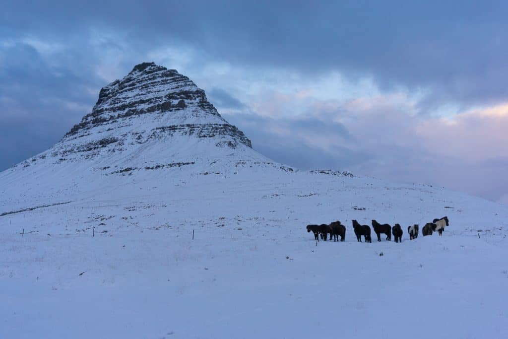 Iceland in winter - Icelandic horses