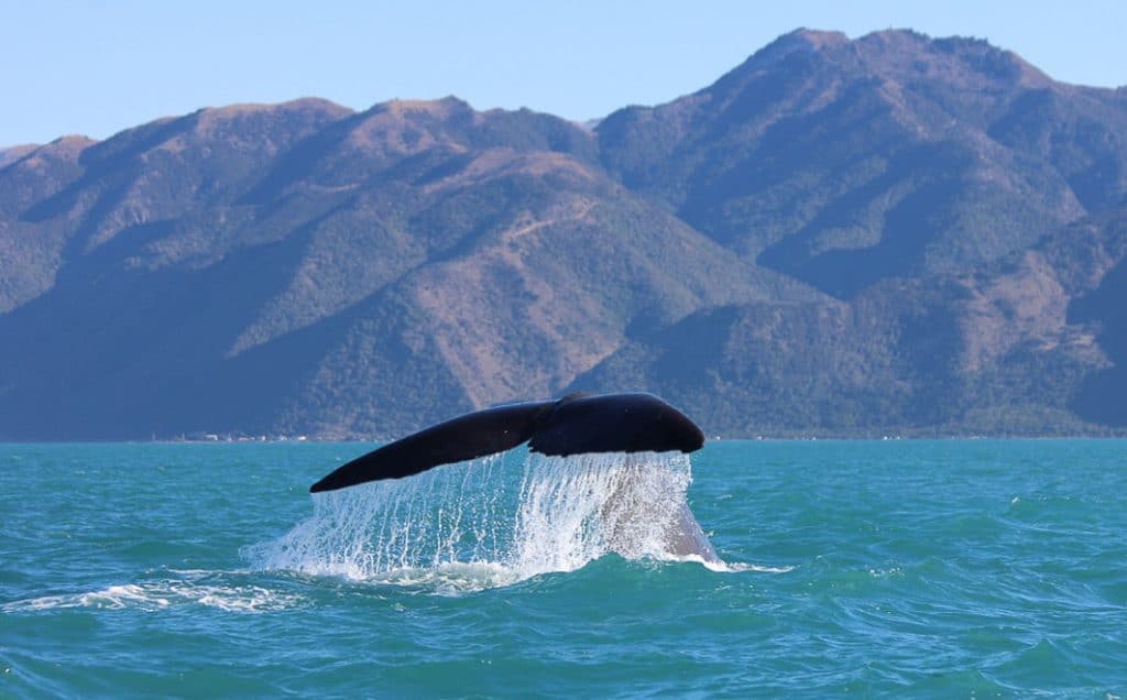 New Zealand Holiday Destinations - Kaikoura