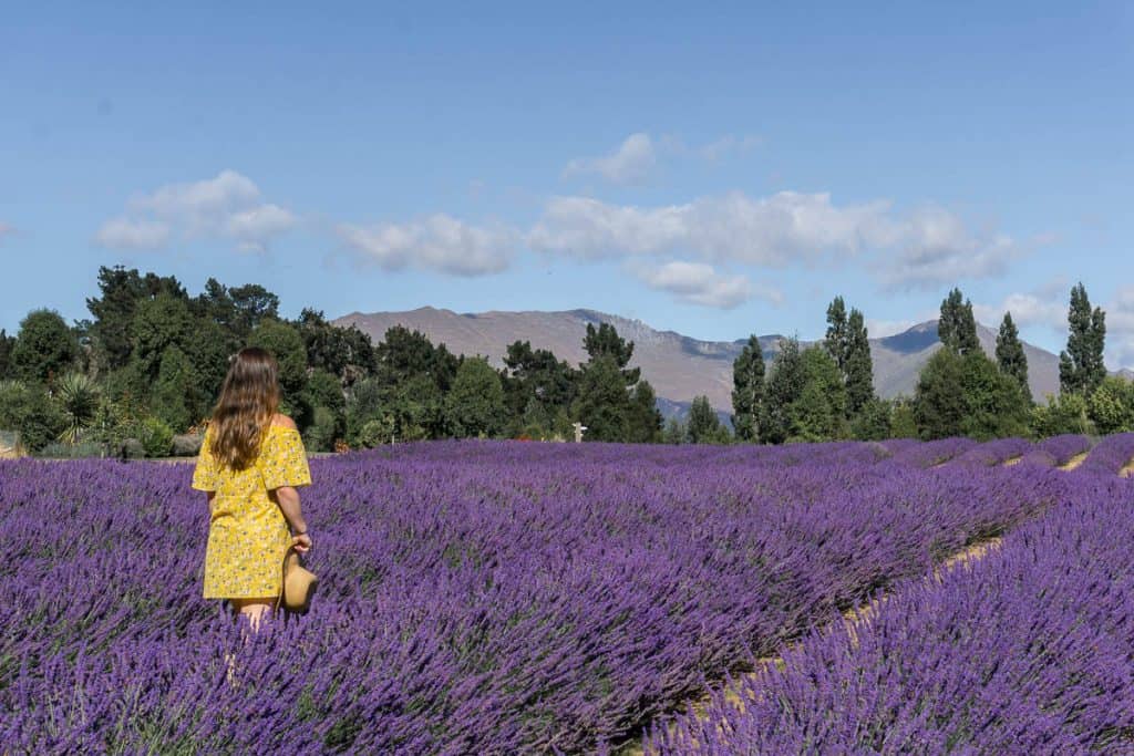 Visit Wanaka Lavender Farm, New Zealand