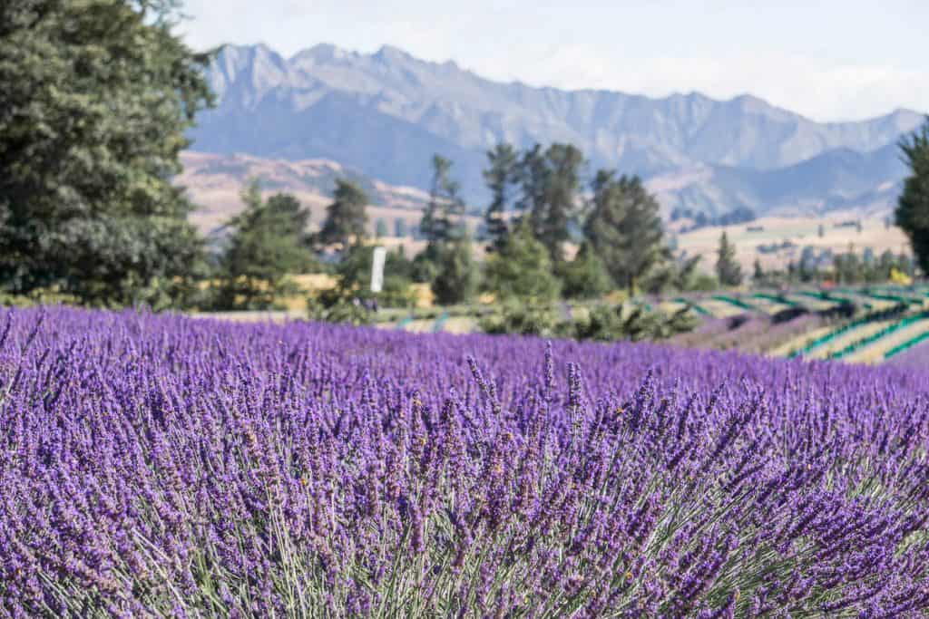 New Zealand South Island Itinerary - Wanaka Lavender Farm