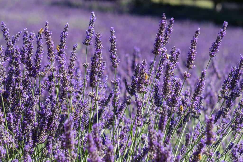 Lavender Farm Salt Spring Island