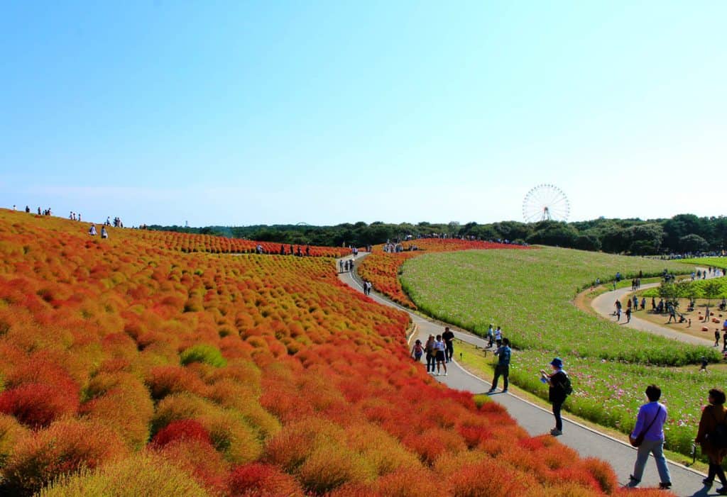 Hitachi Seaside Park Tokyo