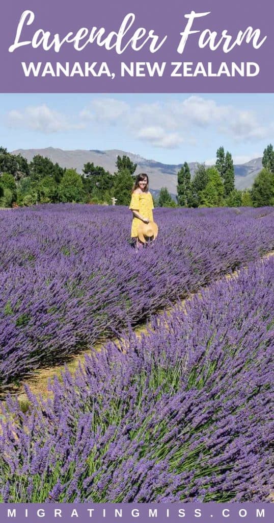 What you need to know to visit Wanaka Lavender Farm in the South Island of New Zealand