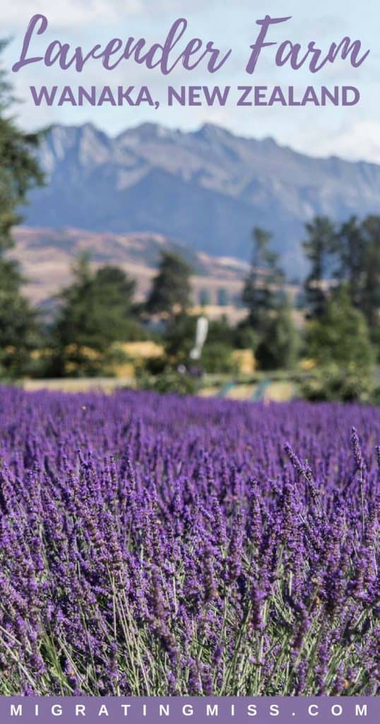 What you need to know to visit Wanaka Lavender Farm in the South Island of New Zealand