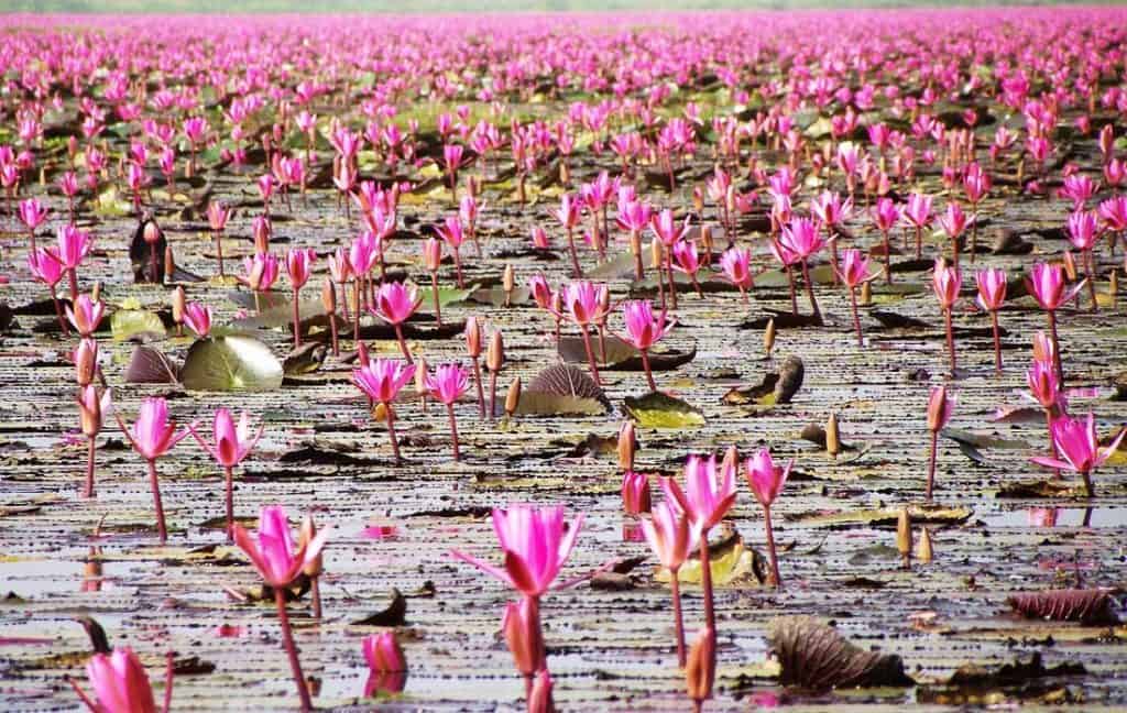 Red Lotus Sea - Beautiful Places in Thailand