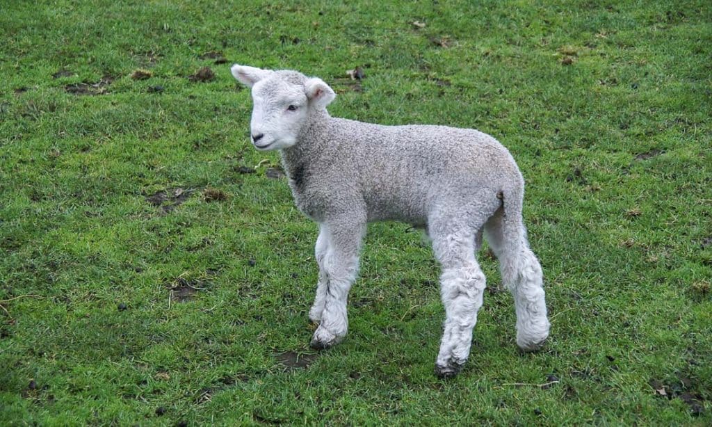 Things to do in Rotorua - Farm show at the Agrodome