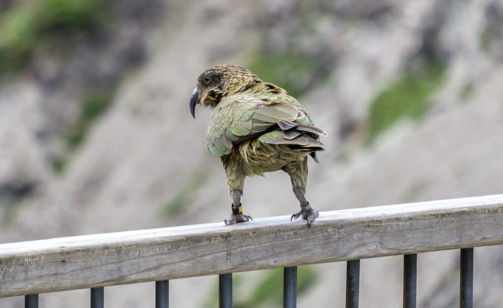 Kea in South Island New Zealand