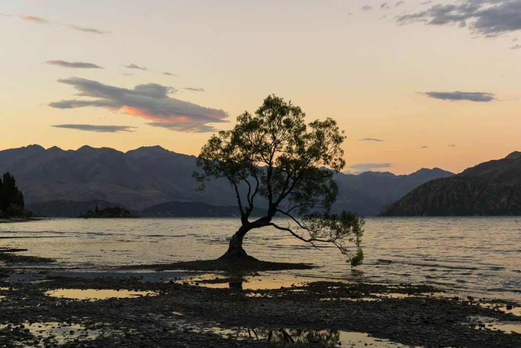 Planning a New Zealand Trip - Wanaka tree