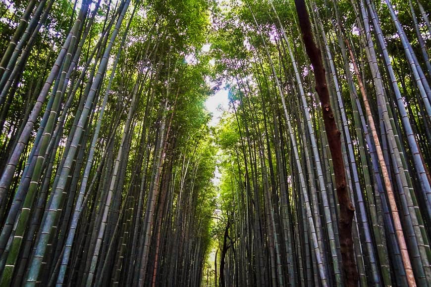 Day Trips from Tokyo - Kyoto
