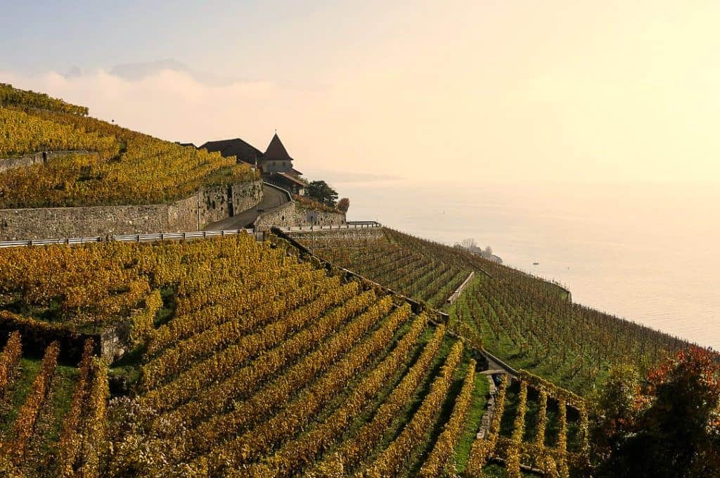 Lavaux Vineyards: Vineyards on mountainside: 