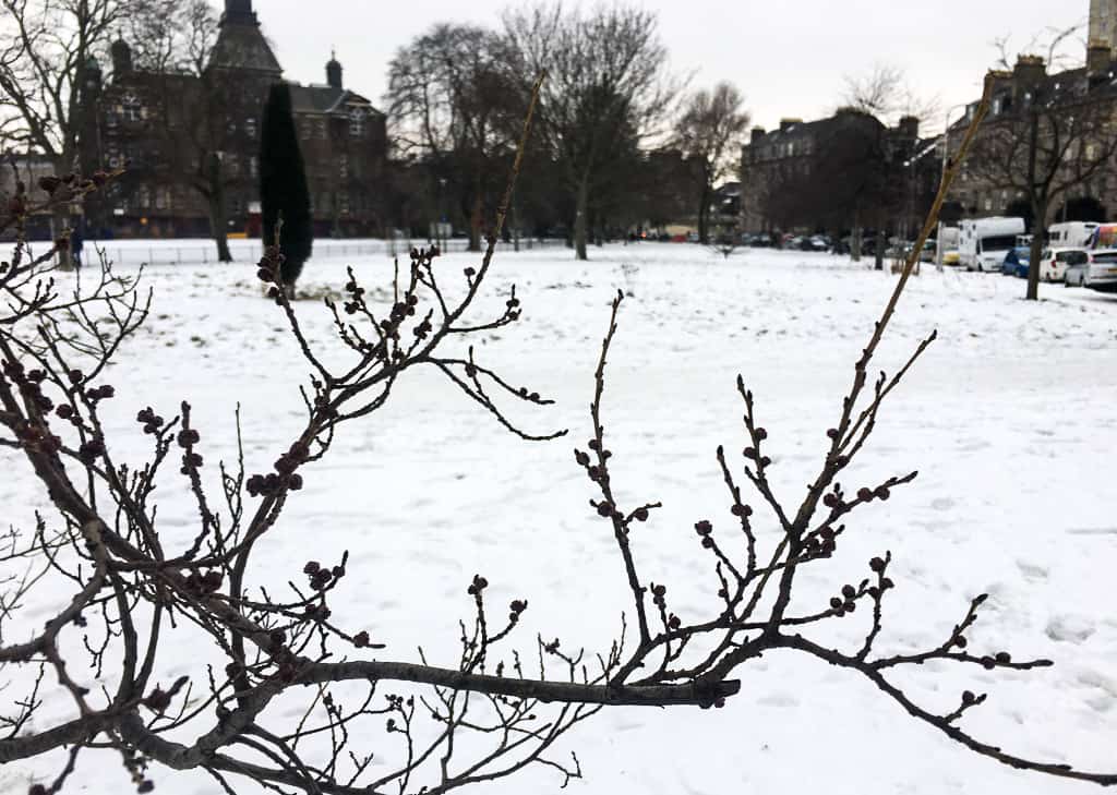 Snow in park in Edinburgh in January