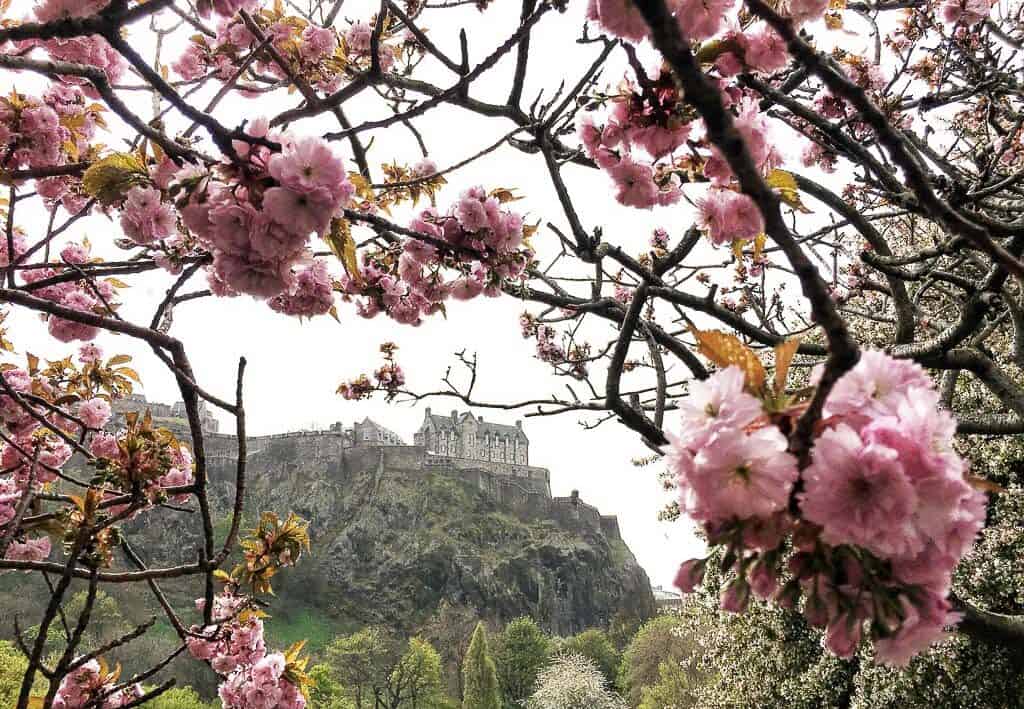 Blossoms framing Edinburgh Castle in Europe in Spring