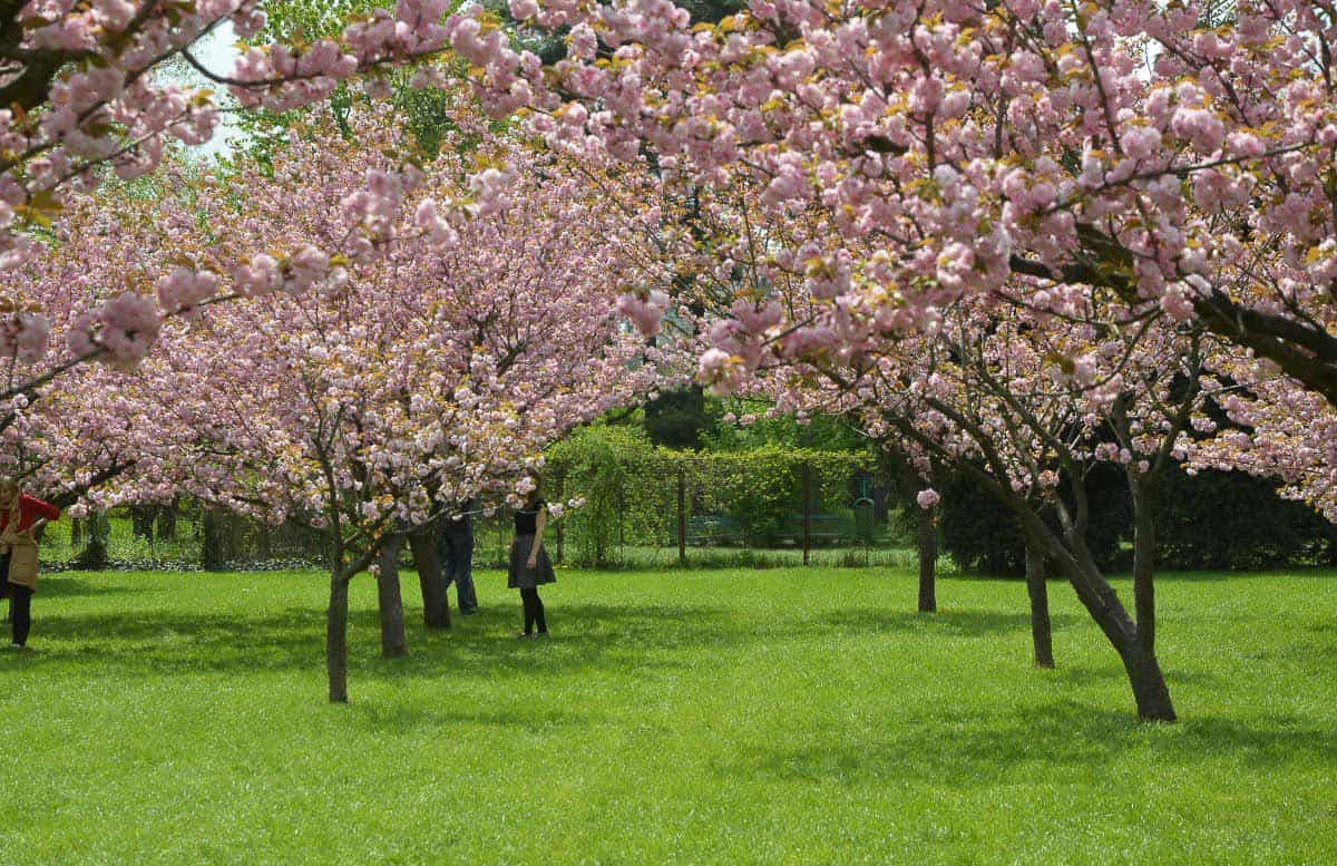 Europe in Spring - Bucharest Blossoms