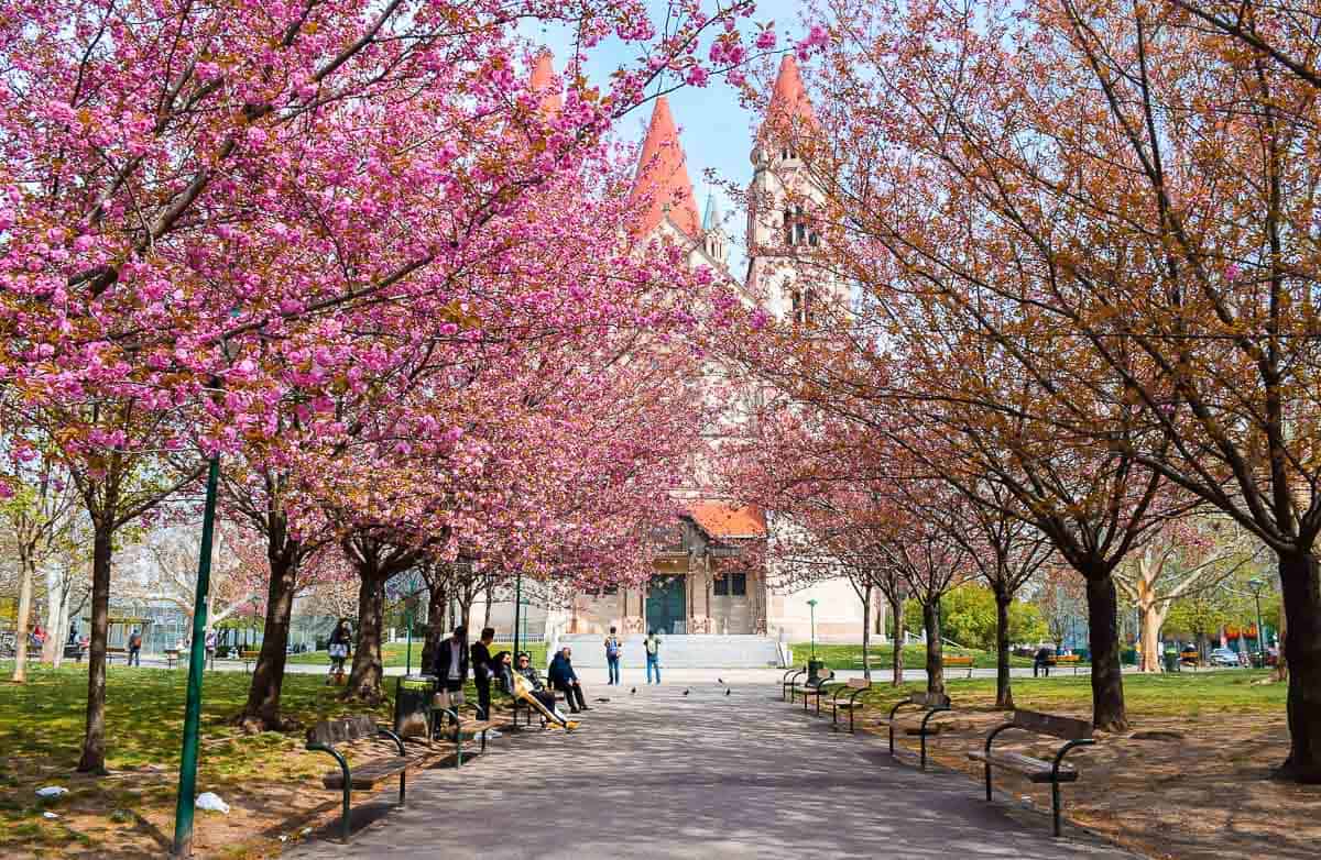 Europe in Spring - Vienna Blossoms