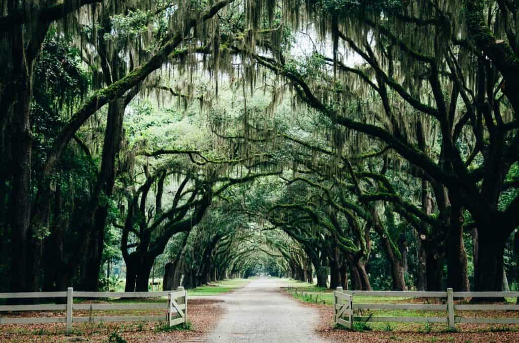 Romantic Places in the USA - Tree Lined driveway Savannah