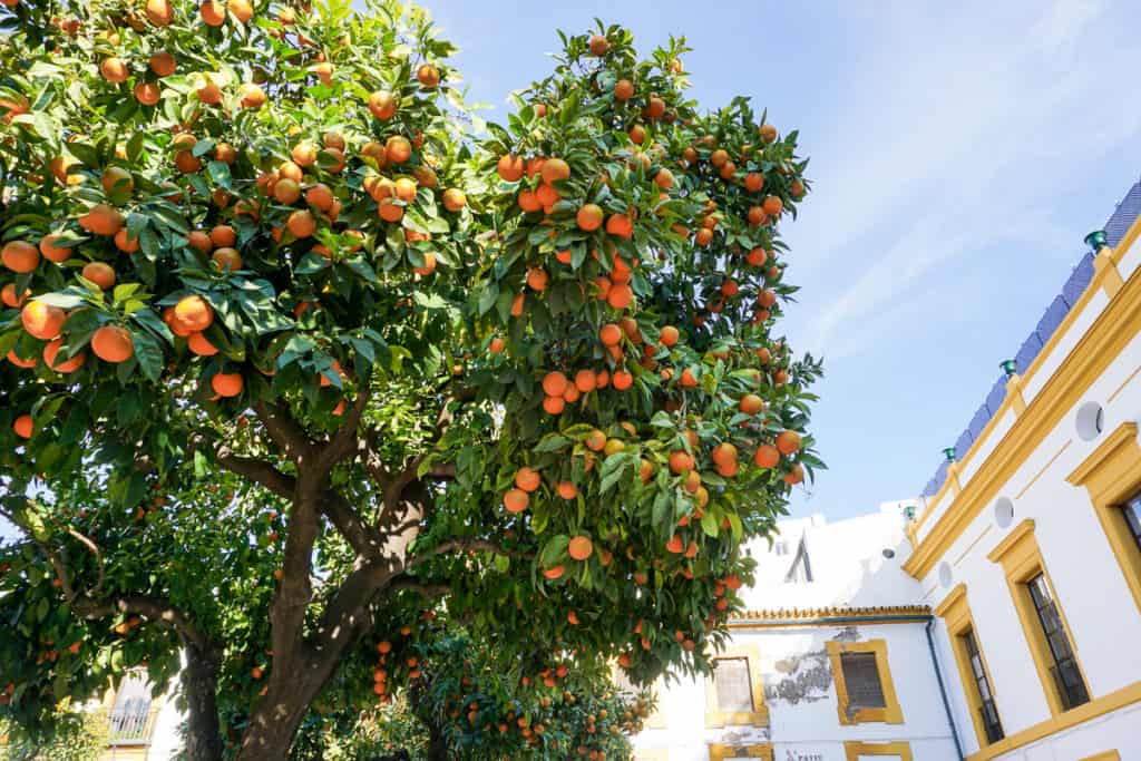 Orange Trees in Seville Spain