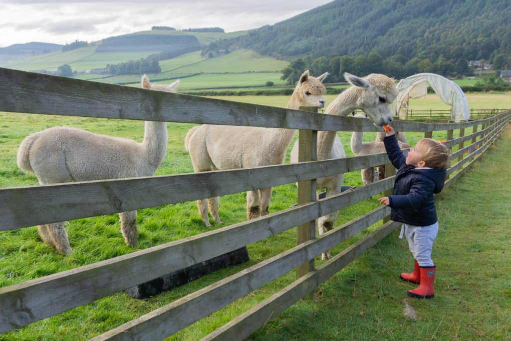 Feeding Alpacas - Things to Do in the Scottish Borders