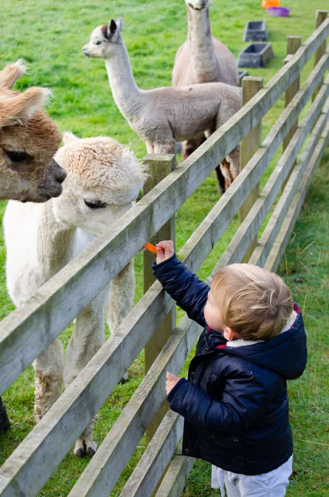 Toddler feeding carrot to Alpaca - Things to do in the Scottish Borders