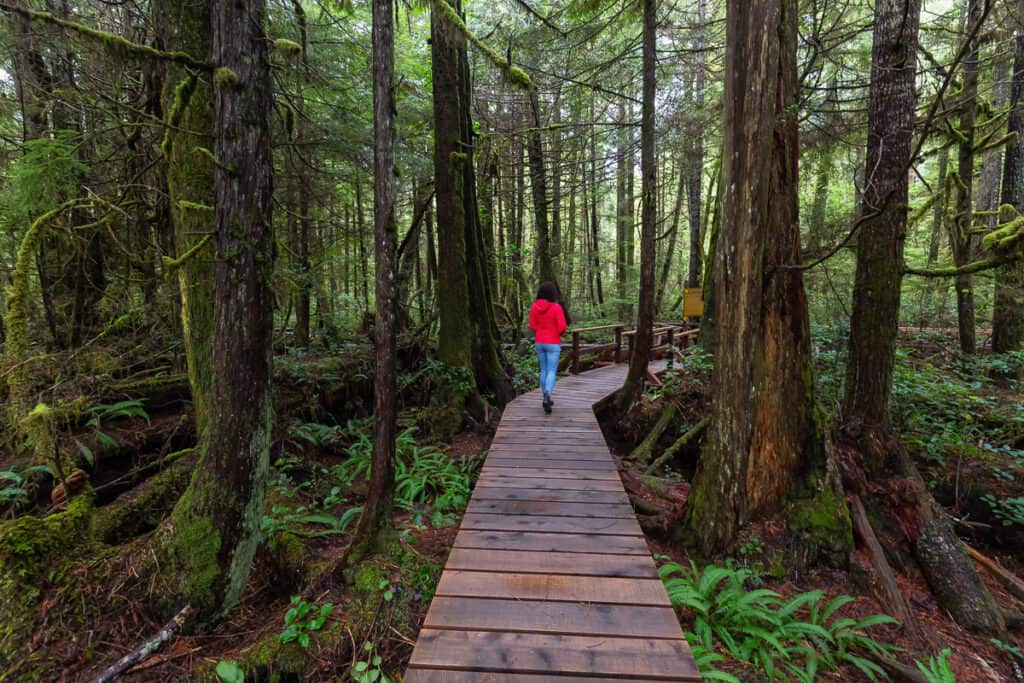 Things to do in Tofino Vancouver Island - Hiking in the rainforest