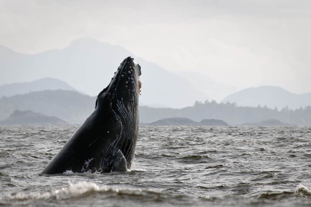 Things to do in Tofino Vancouver Island - whale watching. A humpback whale breaching. 