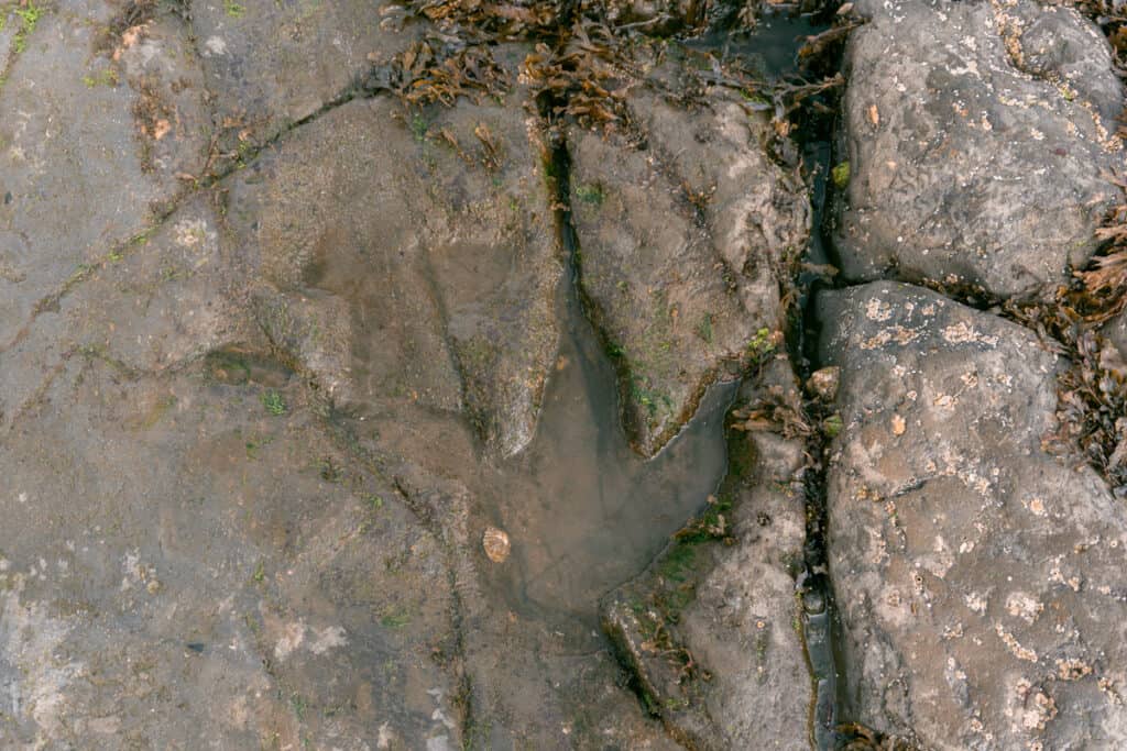 Dinosaur Footprint at Staffin Isle of Skye