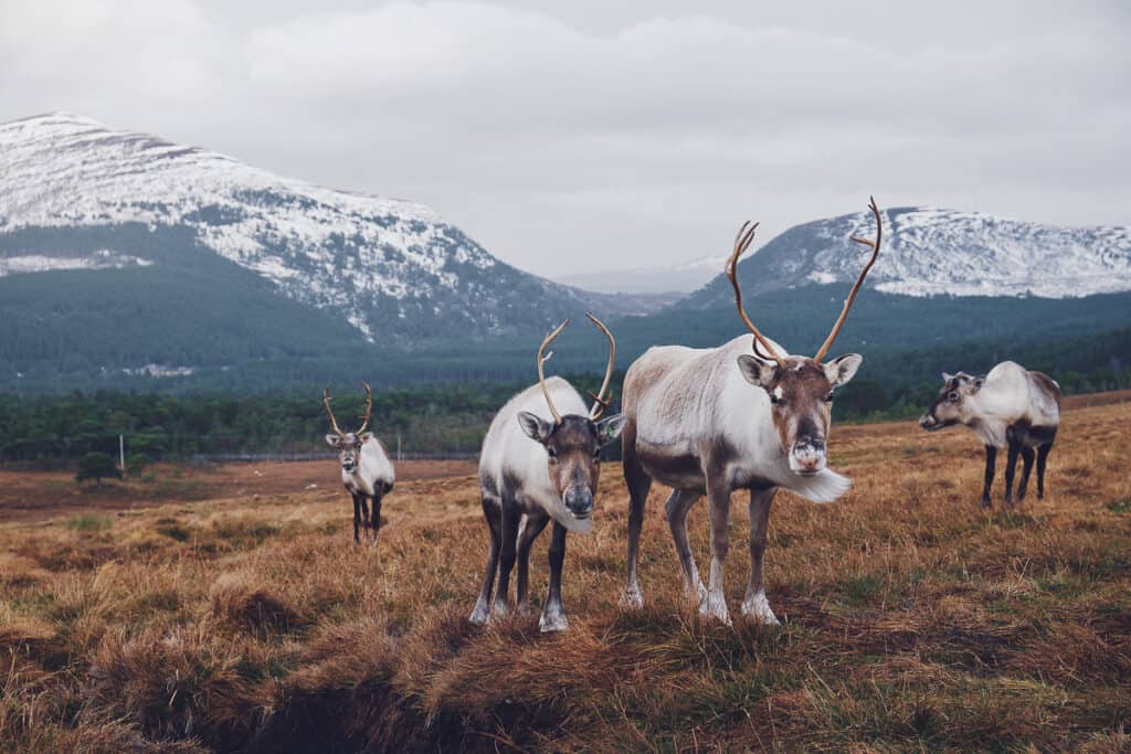 Things to do in Aviemore - reindeer herd