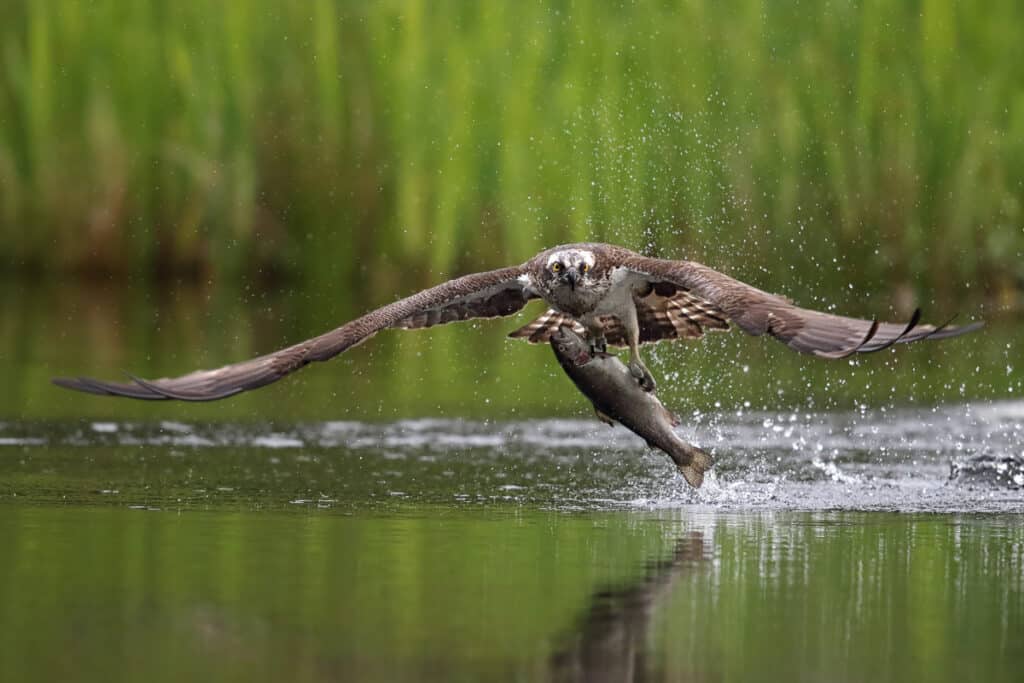 Things to do in Aviemore - Wildlife watching